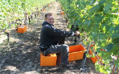Vendanges du 24 septembre au 4 octobre