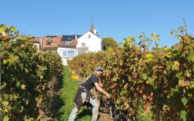 Vendanges 2019