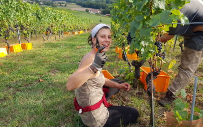 Vendanges 2020